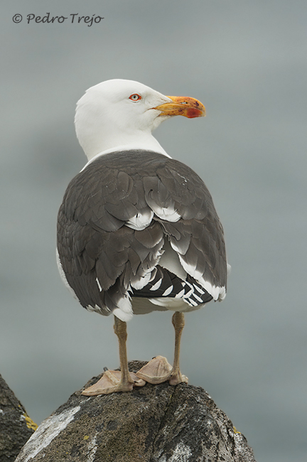 Gavión atlántico (Larus marinus)